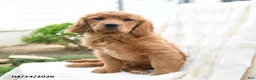 Miniature Golden Retriever dogs for sale: Jimmy - Ad 3
