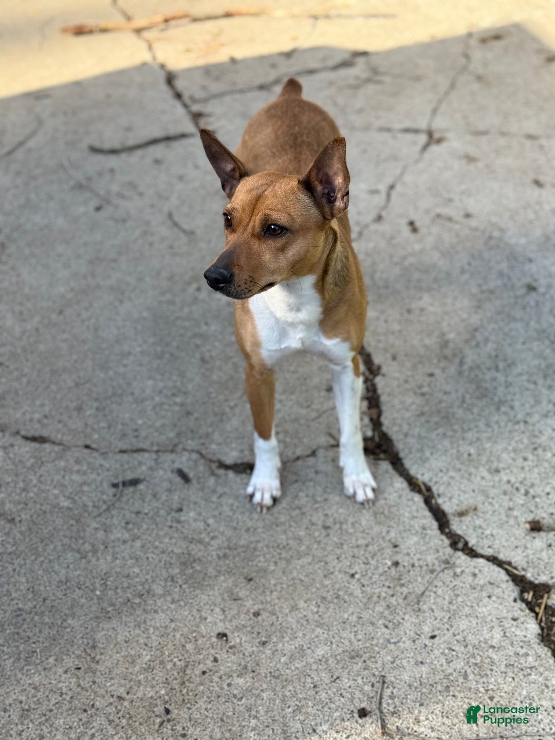 Rat Terrier dogs for sale: NATALIE - Ad 4