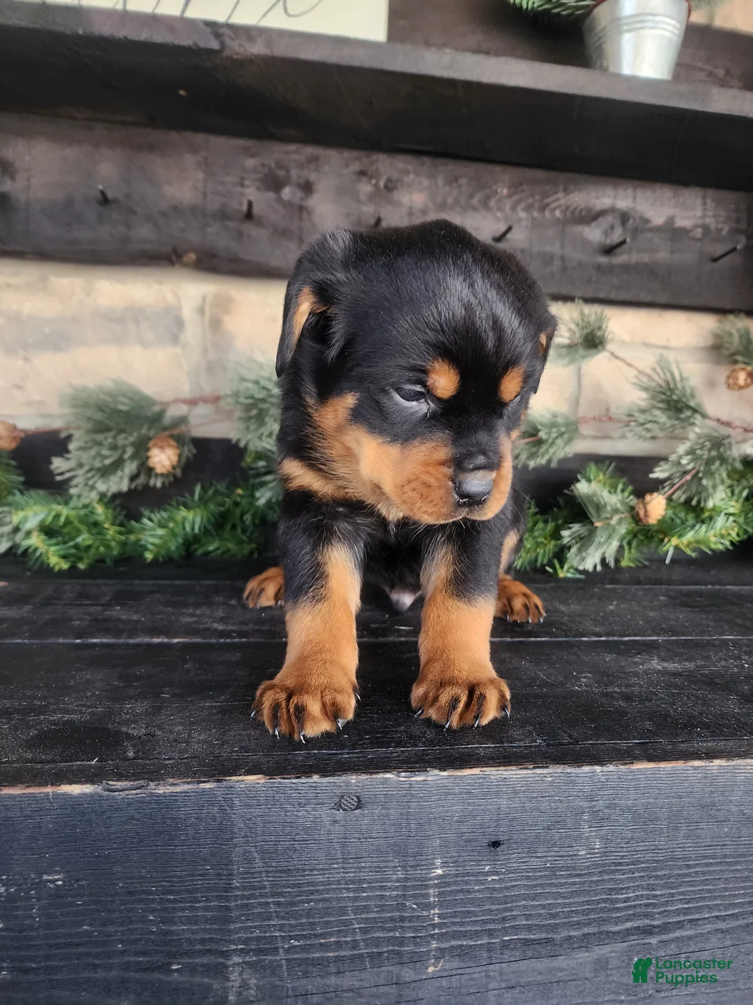 Rottweiler dogs for sale: Bravo - Ad 4