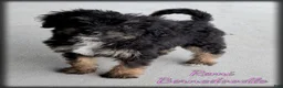 Bernedoodle dogs for sale: Remi - Ad 1