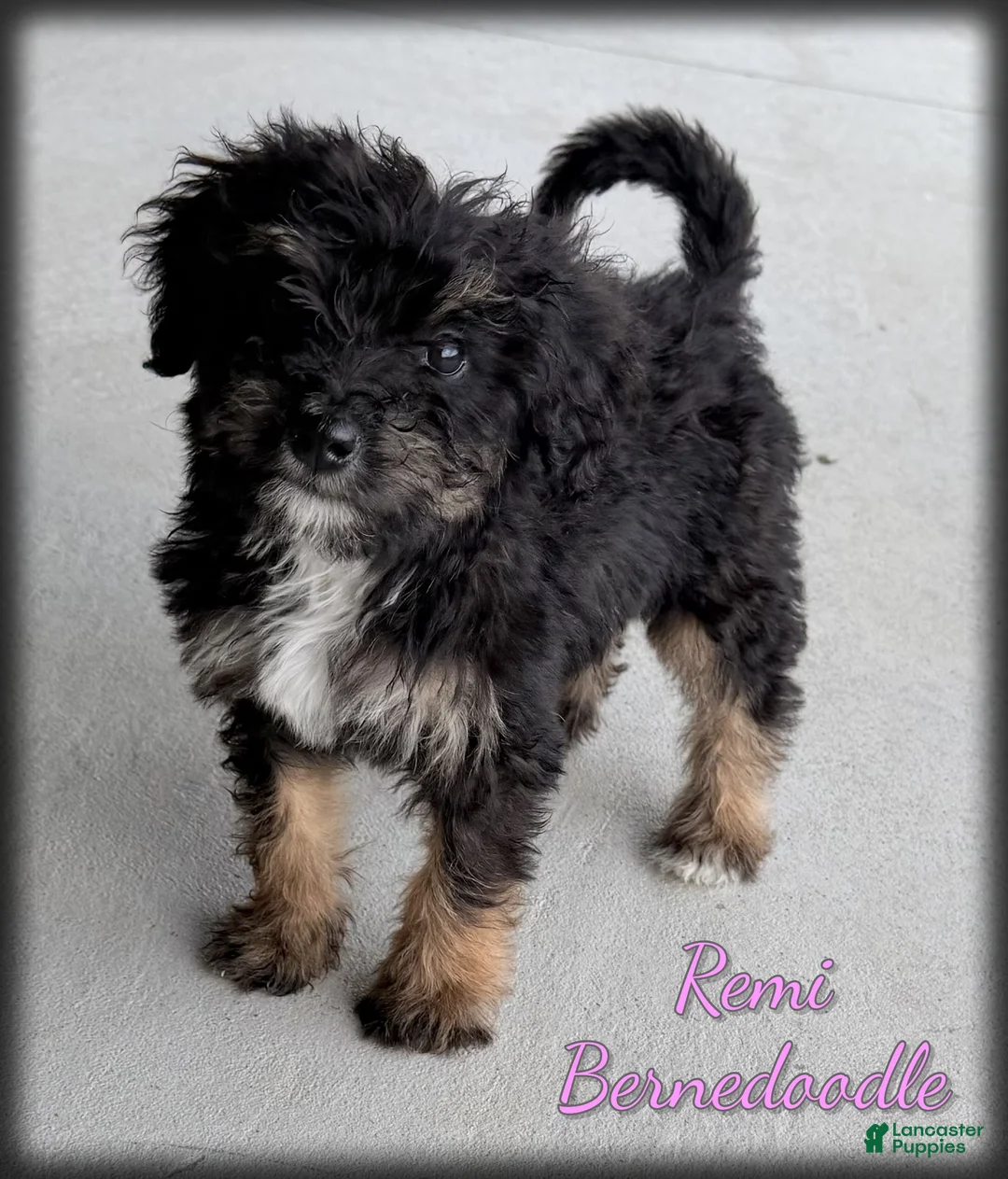 Bernedoodle dogs for sale: Remi - Ad 1