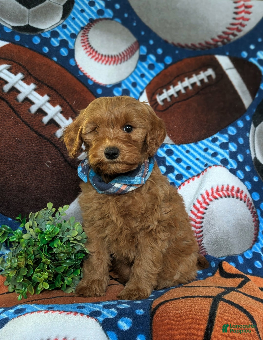 Mini Goldendoodle dogs for sale: Xavier Hypoallergenic - Ad 2