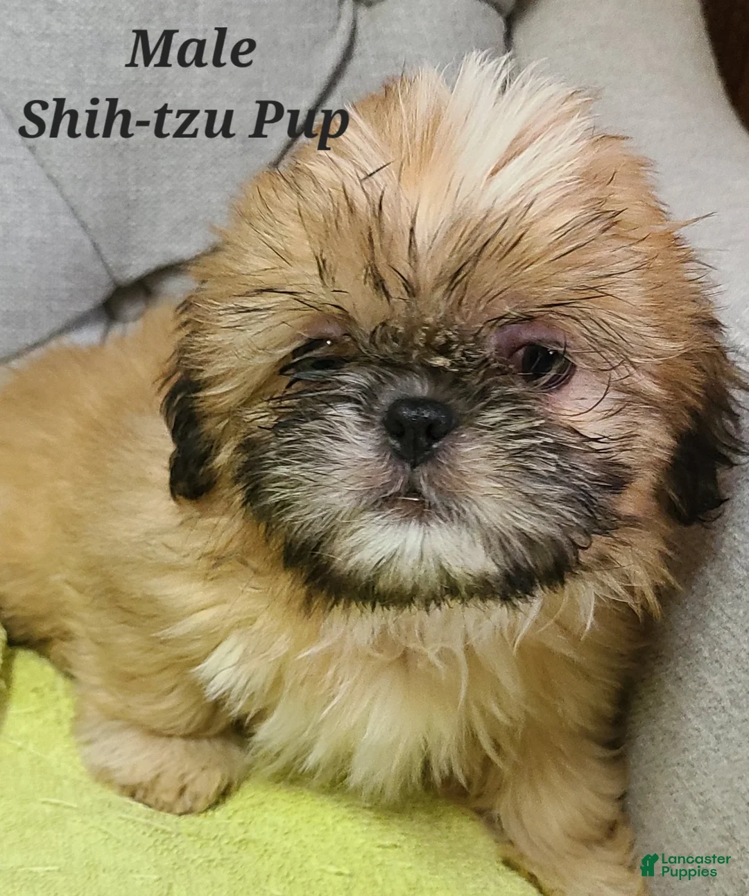 Shih Tzu dogs for sale: Shih Tzu Puppy (Yellow Collar) - Ad 2