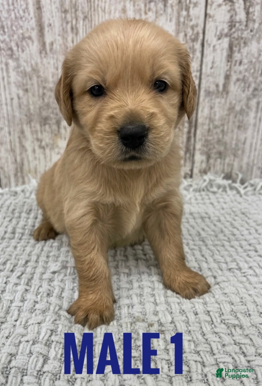 Golden Retriever dogs Golden Retriever Puppy 1 - Ad 11