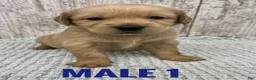 Golden Retriever dogs for sale: Golden Retriever Puppy 1 - Ad 1