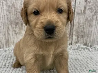 Golden Retriever dogs Golden Retriever Puppy 1 - Ad 11