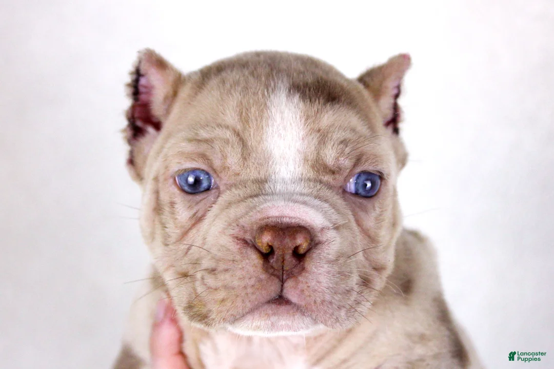 American Bully dogs for sale: Chocolate Merle Male - Ad 5