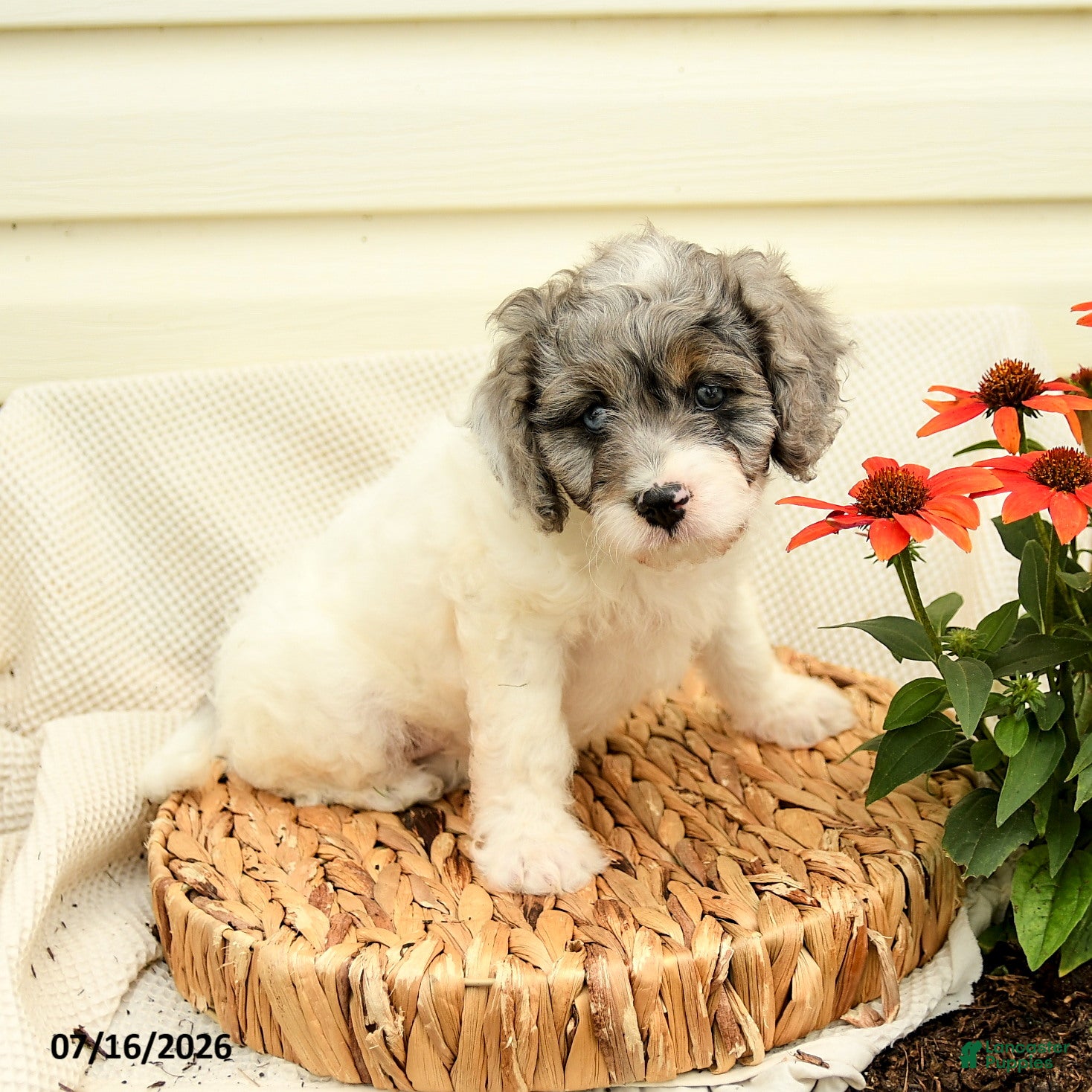 Cavapoo dogs Robin - Ad 1