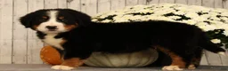 Bernese Mountain Dog dogs for sale: Hitch - Ad 4