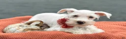 Miniature Schnauzer dogs for sale: Winston - Ad 7