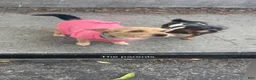 Dorkie dogs for sale: Goldie - Ad 4
