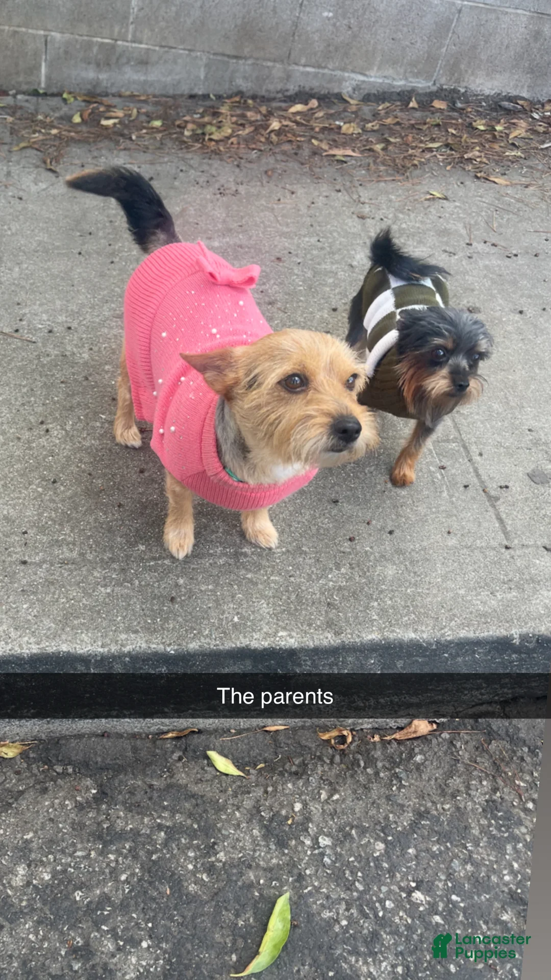 Dorkie dogs for sale: Goldie - Ad 4
