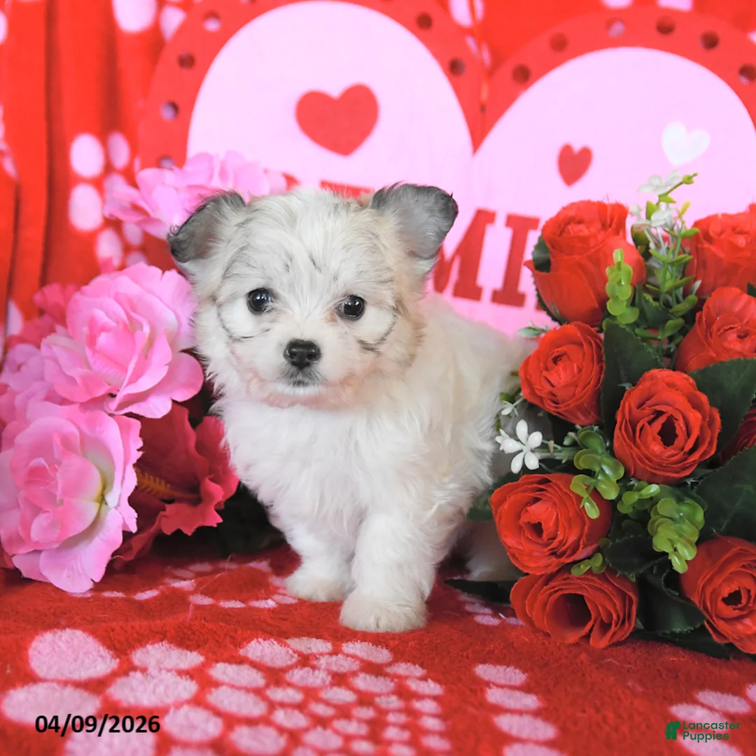 Mixed Breed dogs for sale: Baxter - Ad 5