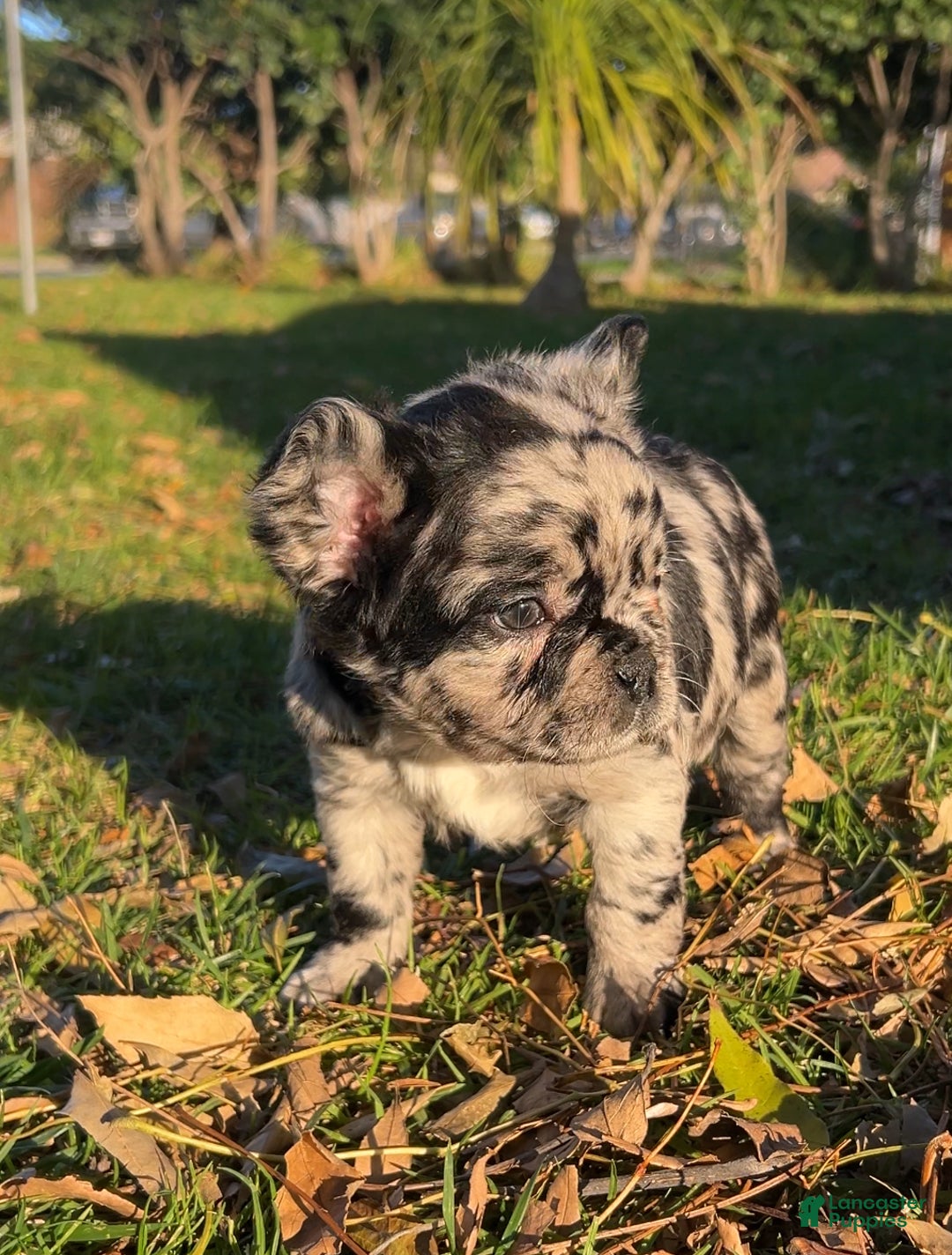French Bulldog dogs for sale: Fluffy Merle - Ad 3