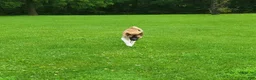 Akita dogs for sale: Akita 1 - Ad 2