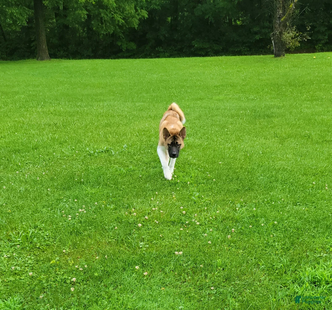 Akita dogs for sale: Akita 1 - Ad 2