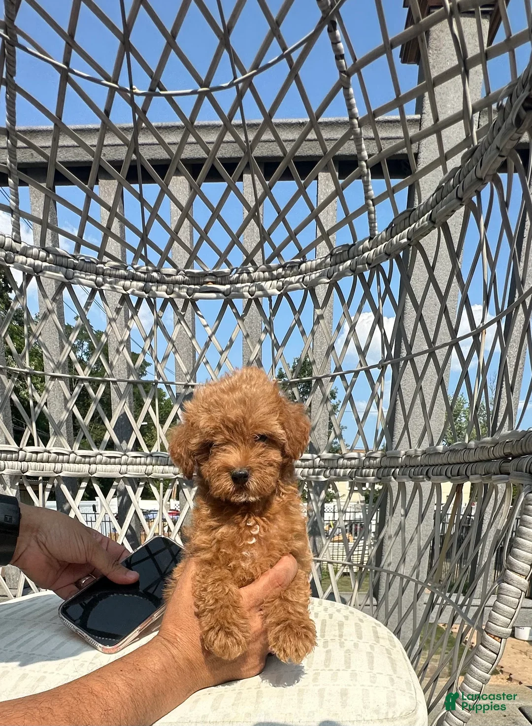 Toy Poodle dogs for sale: Teacup female Chinese bloodline  - Ad 6