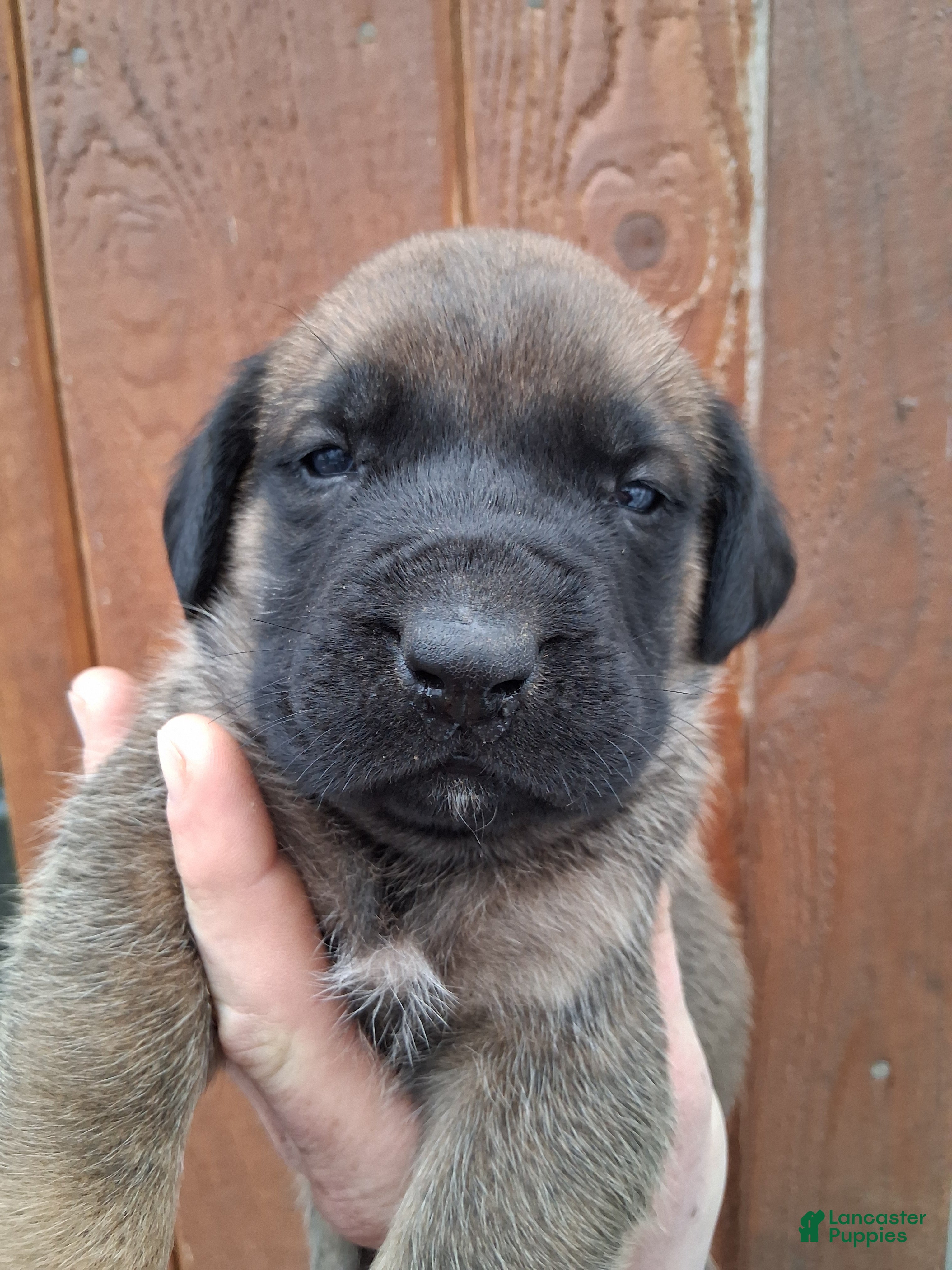 English Mastiff dogs Peaches  - Ad 1