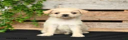 Mixed Breed dogs for sale: Tori - Ad 5