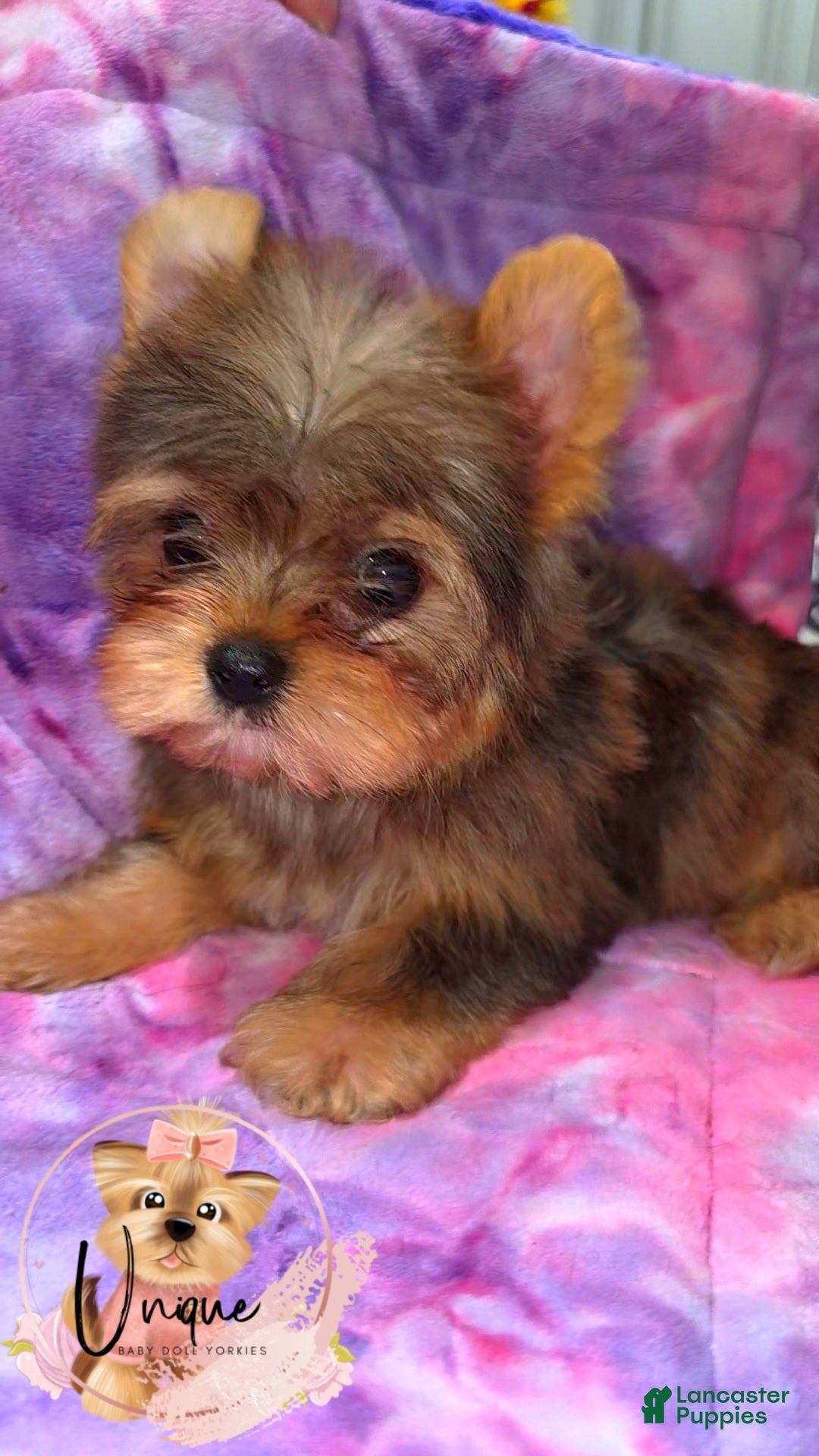Yorkshire Terrier dogs Reese - Ad 2