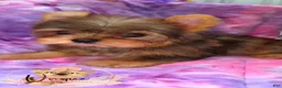 Yorkshire Terrier dogs for sale: Reese - Ad 2