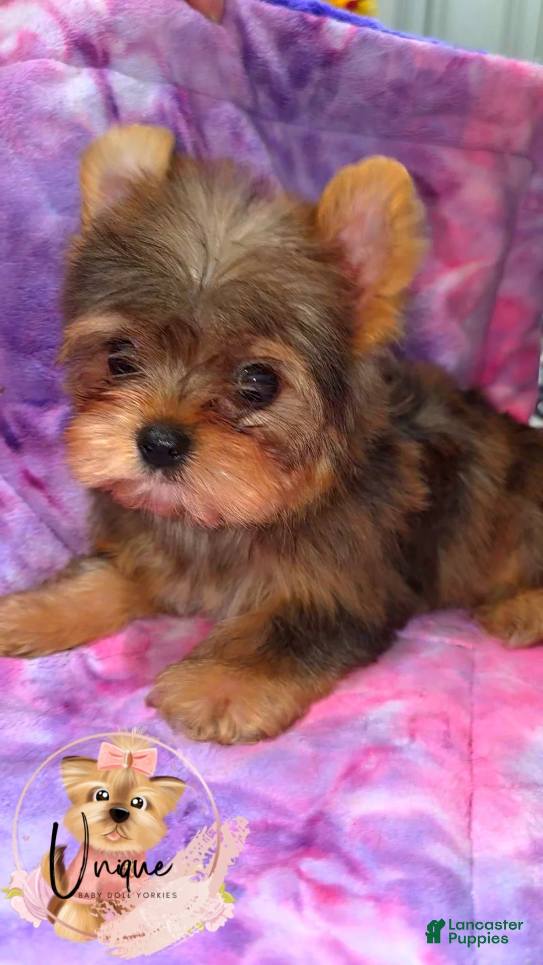 Yorkshire Terrier dogs for sale: Reese - Ad 2