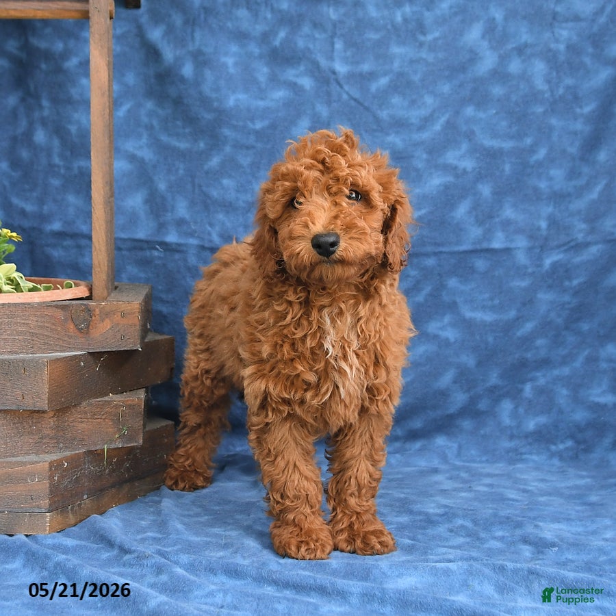 Mini Goldendoodle dogs for sale: Clifford - Ad 4