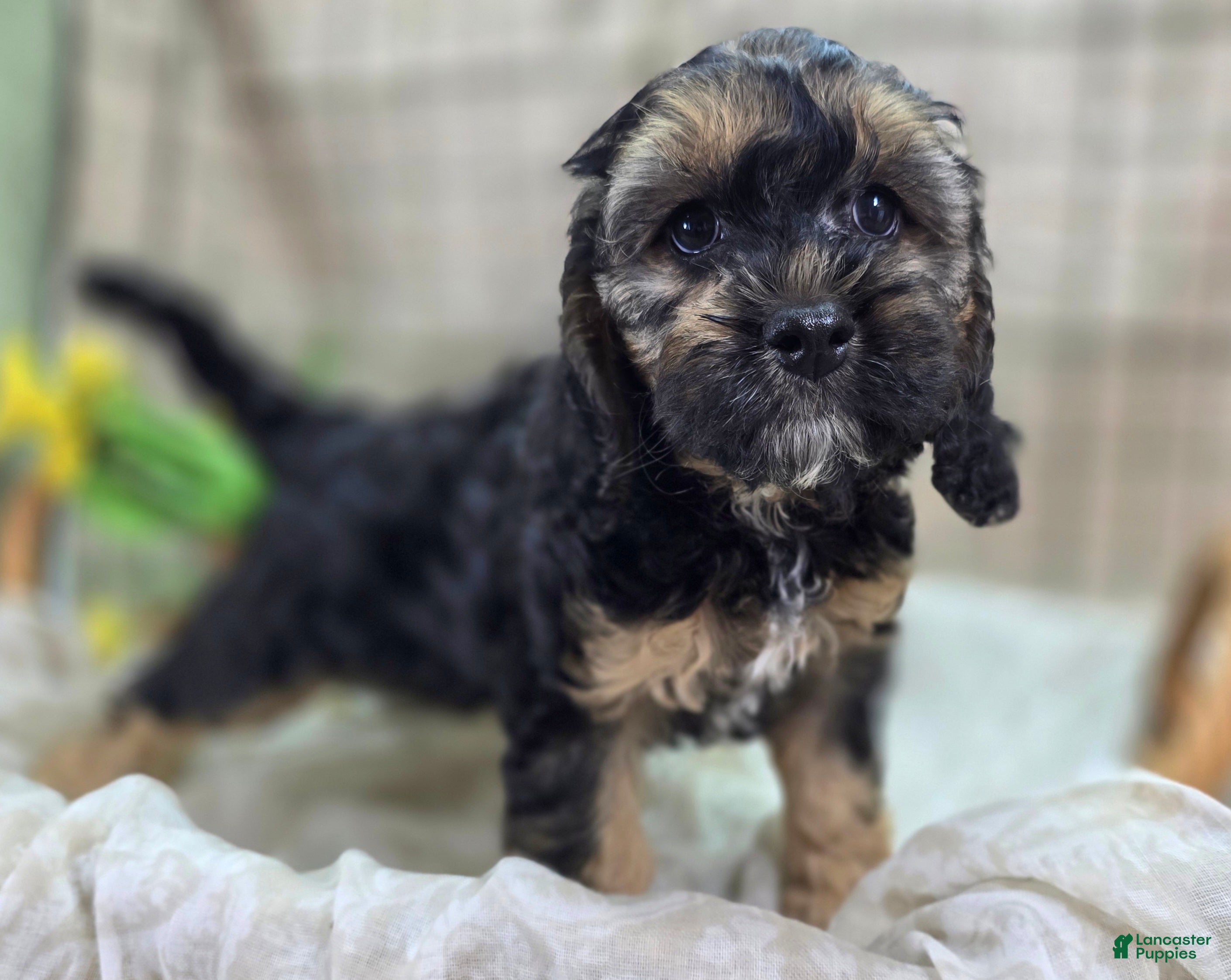 Cockapoo dogs Batty - Ad 7