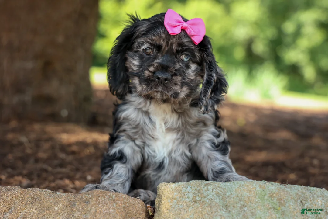 Cocker Spaniel dogs for sale: Bella 🐶💗 - Ad 2