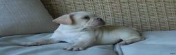 French Bulldog dogs for sale: Pugsley - Ad 3