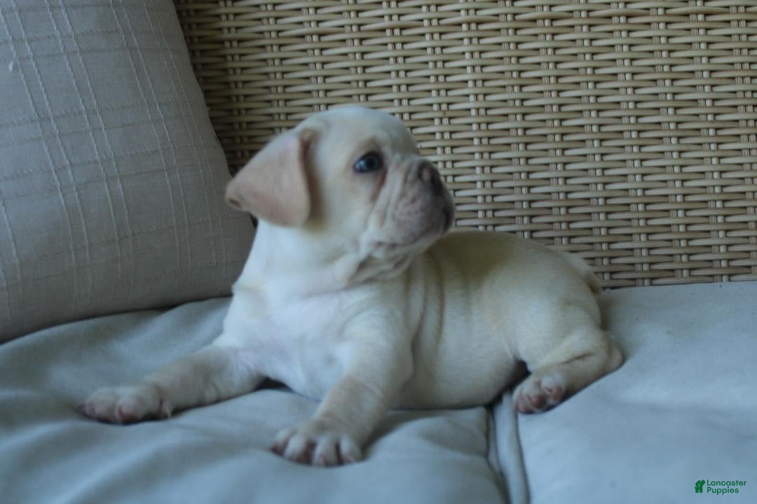 French Bulldog dogs for sale: Pugsley - Ad 3