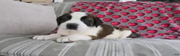 Saint Bernard dogs for sale: Summer - Ad 3