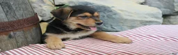 German Shepherd dogs for sale: Honey - Ad 8