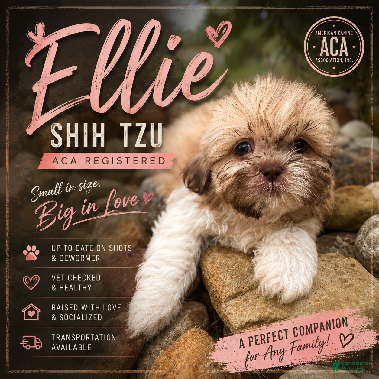Shih Tzu dogs Ellie - Ad 1