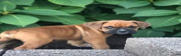 Boxer dogs for sale: Archie - Ad 3