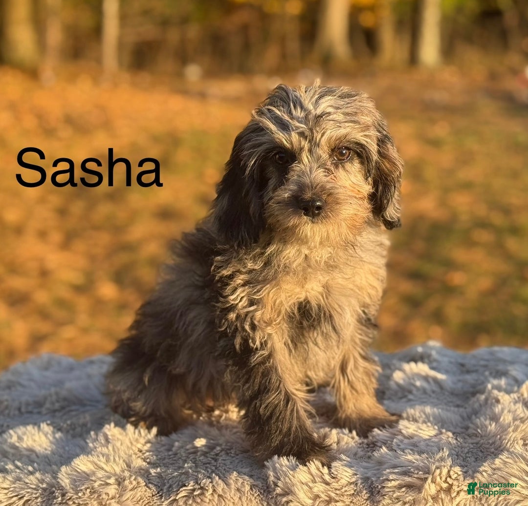 Cavapoo dogs for sale: Sasha - Ad 10