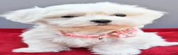 Maltese dogs for sale: Darcey - Ad 3