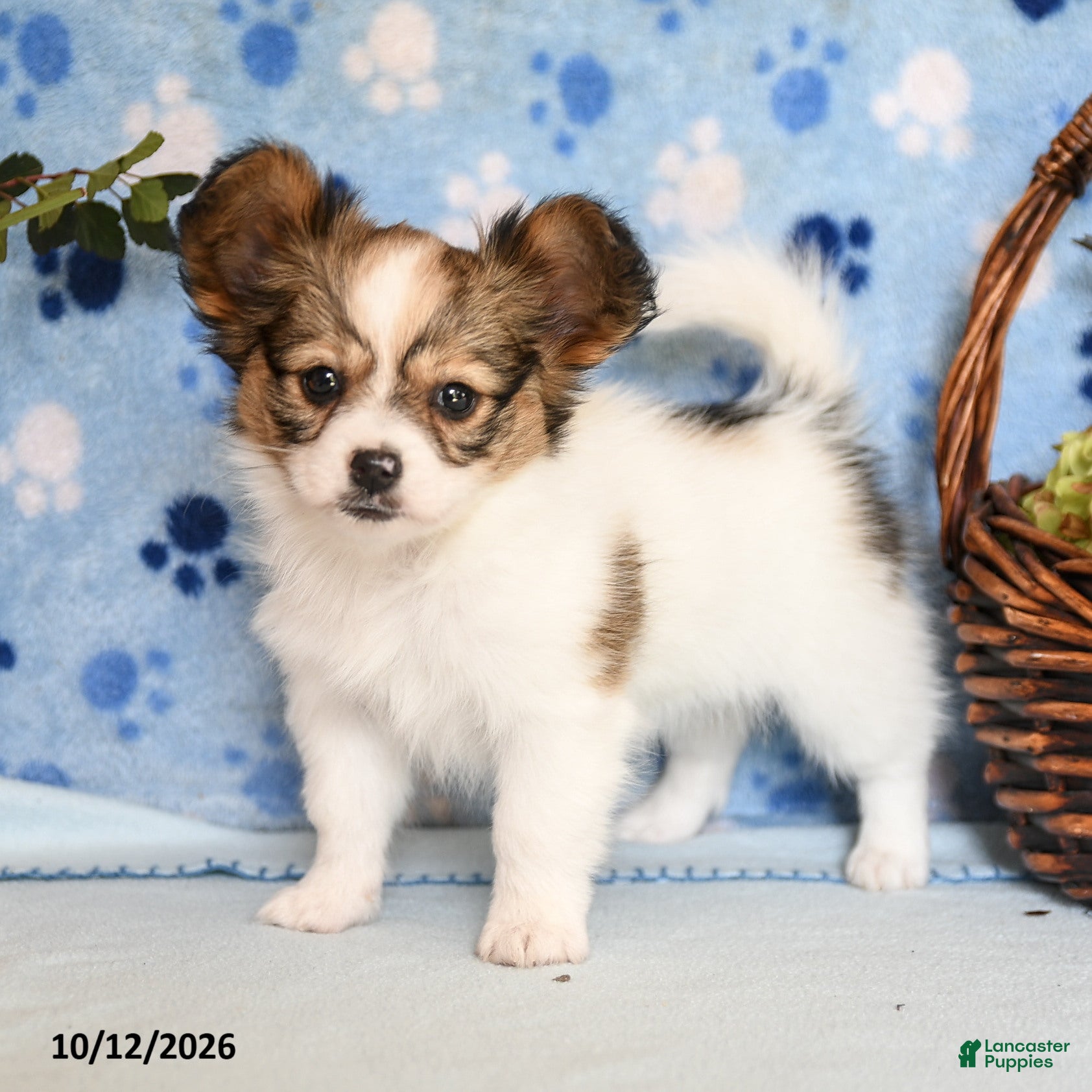Papillon dogs for sale: Shanna - Ad 1