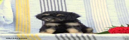 Miniature Poodle dogs for sale: Shadow - Ad 4