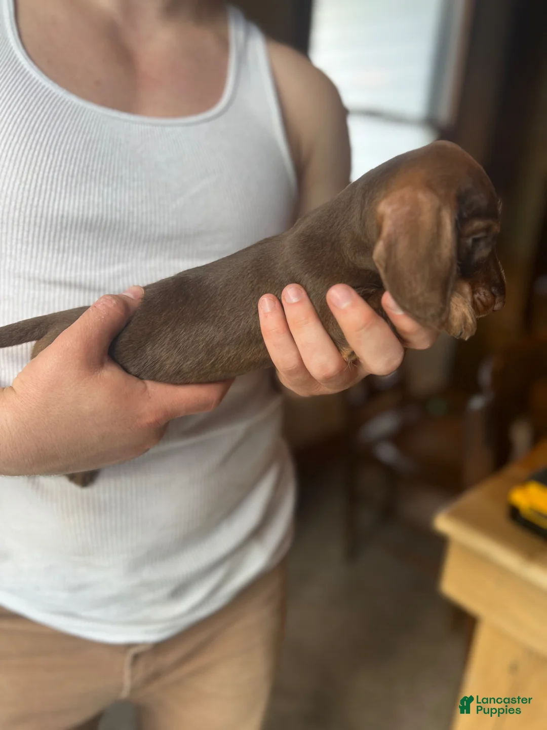 Miniature Dachshund dogs for sale: Miniature Dachshund Puppy 1 - Ad 5