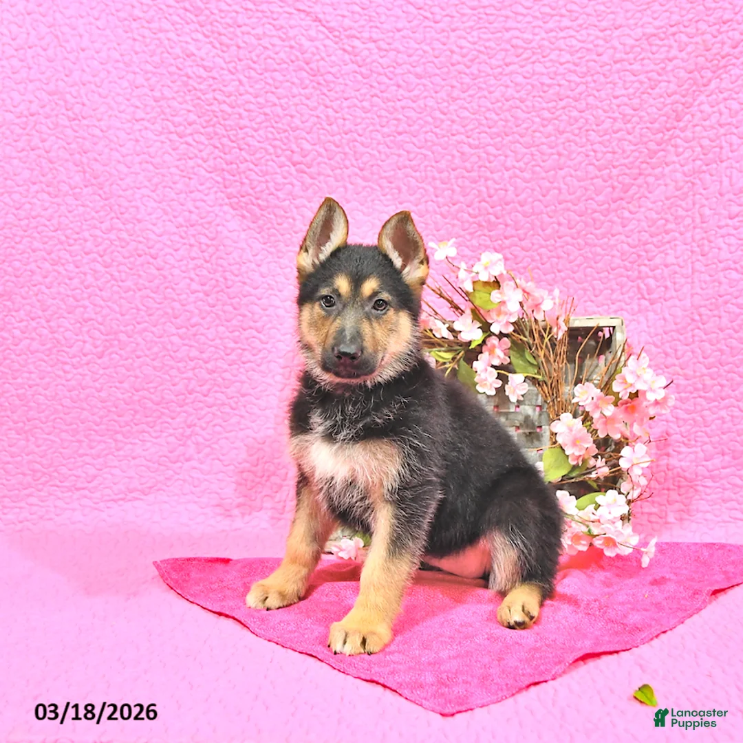 German Shepherd dogs for sale: Sugar - Ad 2