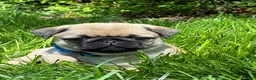 Pug dogs for sale: Toby - Ad 9