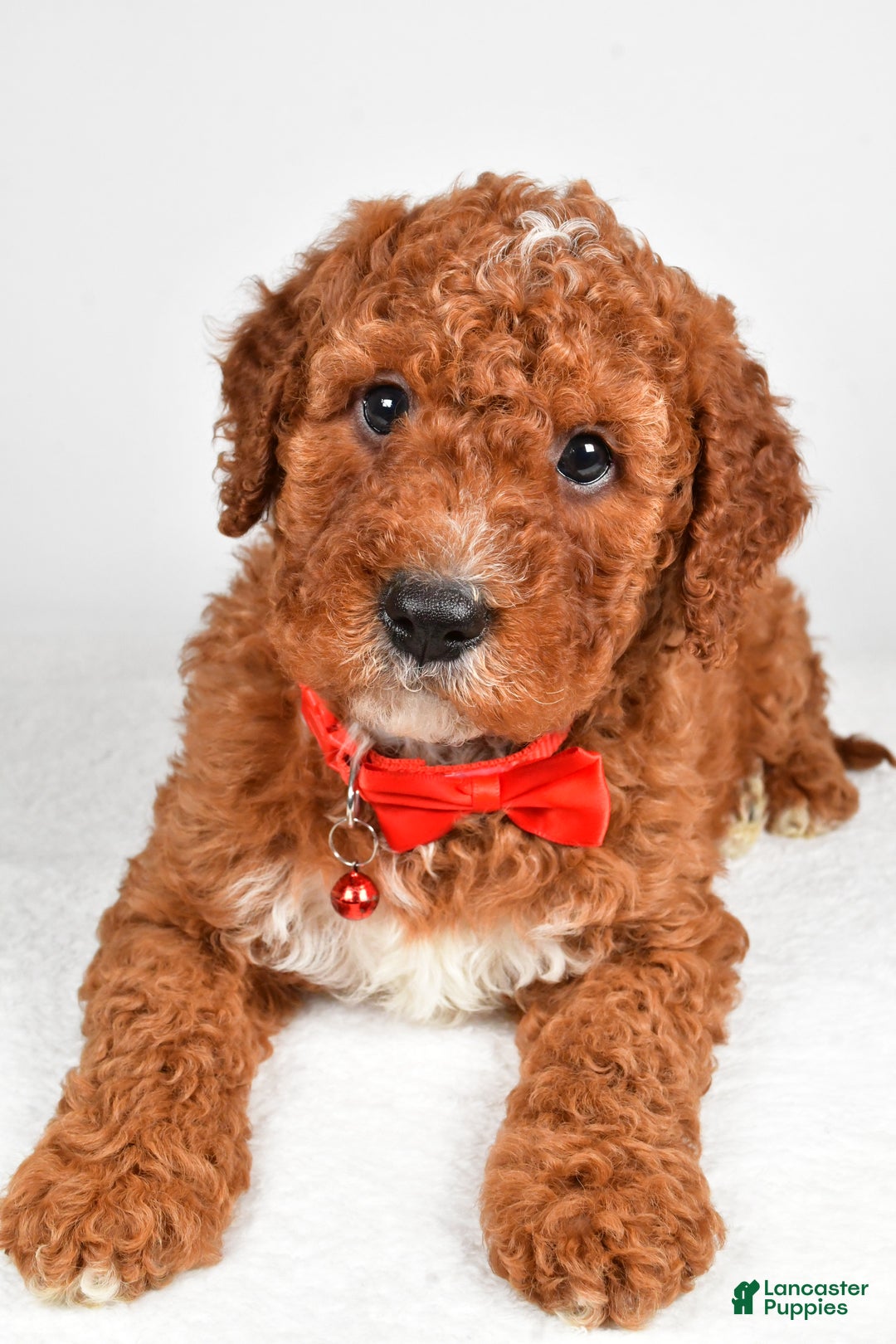 Cavapoo dogs for sale: Tristan  - Ad 2
