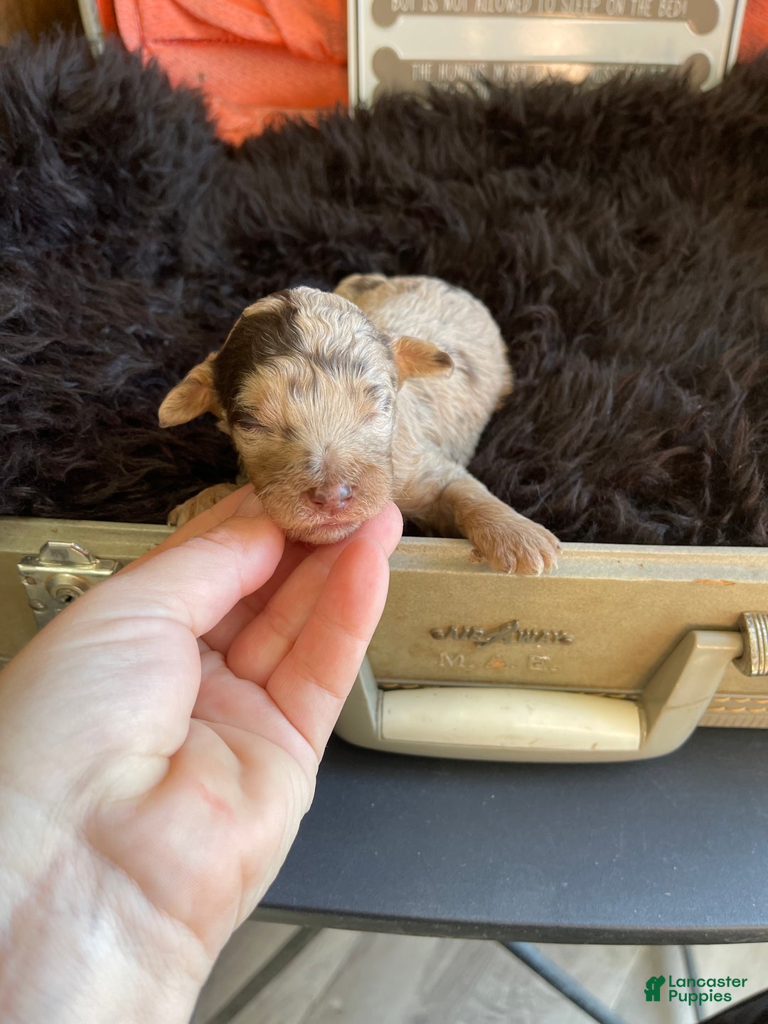 Miniature Poodle dogs for sale: Akc Chocolate Merle Phantom boy 2 - Ad 24