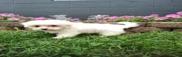 Maltese dogs for sale: Amber - Ad 4