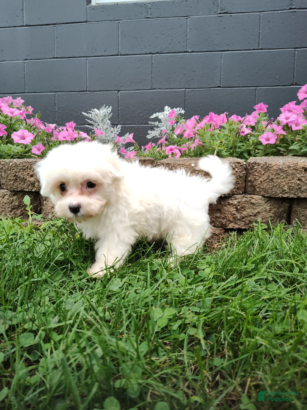Maltese dogs for sale: Amber - Ad 4