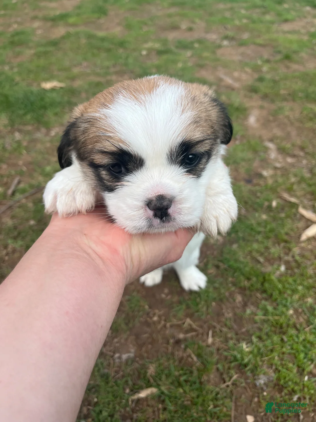 Mixed Breed dogs for sale: Mixed Breed Puppy 1 - Ad 11