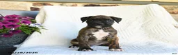 Boxer dogs for sale: Rasta - Ad 4
