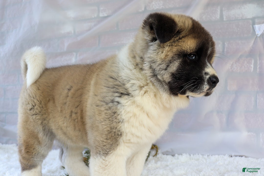 Akita dogs for sale: Trevor - Ad 28