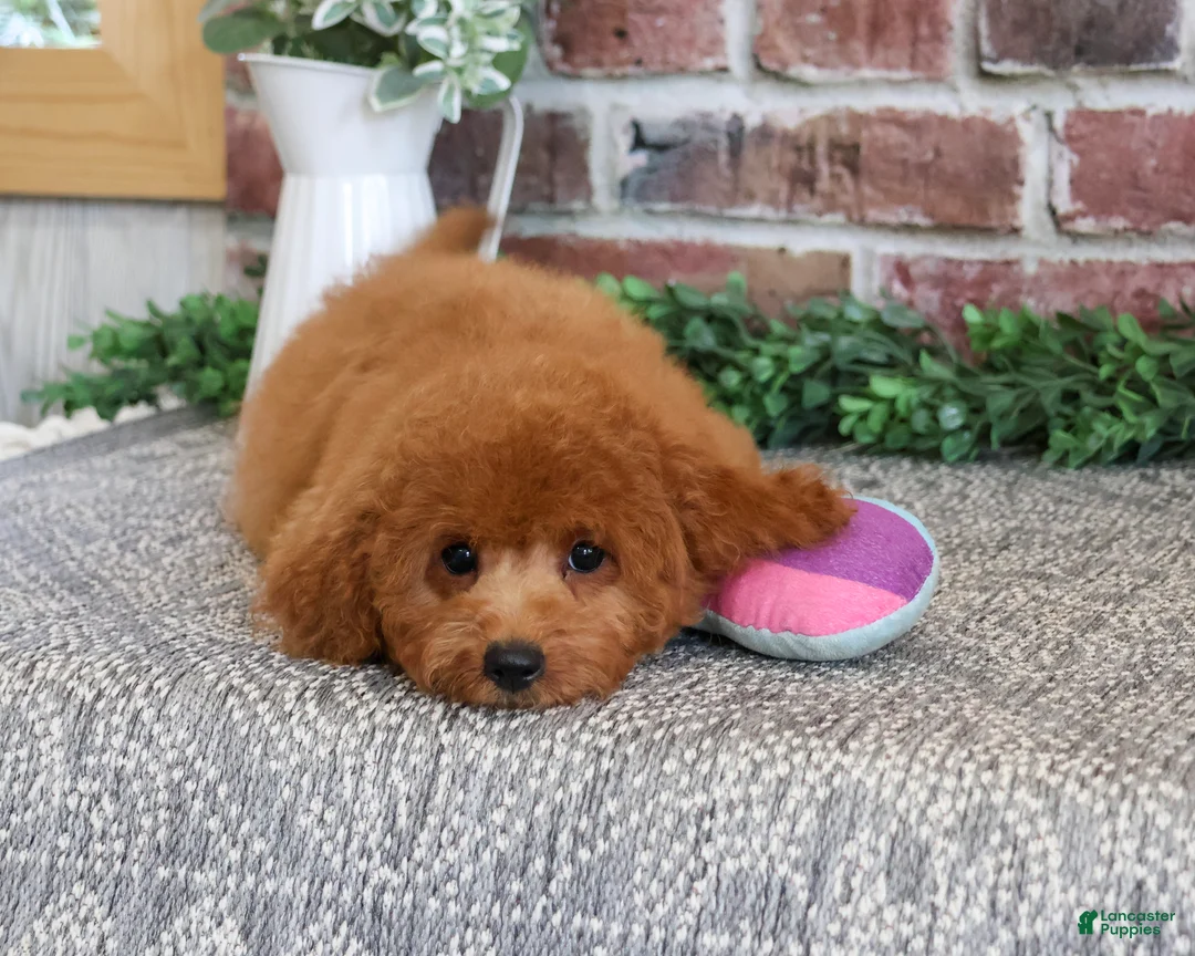 Cavapoo dogs for sale: Chanel - Ad 2